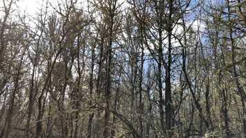 Free download Riparian Forest Scan (goose sounds) video and edit with RedcoolMedia movie maker MovieStudio video editor online and AudioStudio audio editor onlin