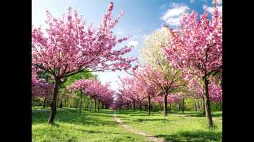 Free download RMB - Spring (Unknown Remix) video and edit with RedcoolMedia movie maker MovieStudio video editor online and AudioStudio audio editor onlin