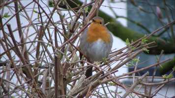 Free download Robin opera - Rotkehlchen Solo fr die Kamera video and edit with RedcoolMedia movie maker MovieStudio video editor online and AudioStudio audio editor onlin