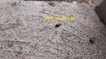 Free download Rolypoly: A Study in Keyframing video and edit with RedcoolMedia movie maker MovieStudio video editor online and AudioStudio audio editor onlin