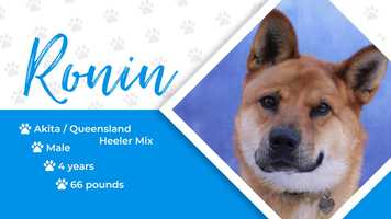 Free download Ronin Adoption Promo video and edit with RedcoolMedia movie maker MovieStudio video editor online and AudioStudio audio editor onlin