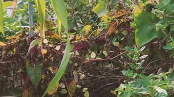 Free download Roof Top Life | Pre semester documentry video and edit with RedcoolMedia movie maker MovieStudio video editor online and AudioStudio audio editor onlin