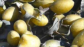 Free download Root Maggot Fly Behavior.wmv video and edit with RedcoolMedia movie maker MovieStudio video editor online and AudioStudio audio editor onlin