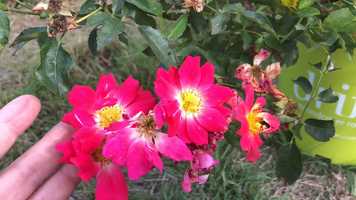 Free download Rose Development video and edit with RedcoolMedia movie maker MovieStudio video editor online and AudioStudio audio editor onlin