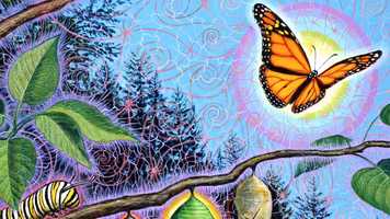 Free download Roses, Thorns  Buds video and edit with RedcoolMedia movie maker MovieStudio video editor online and AudioStudio audio editor onlin