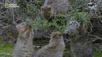 Free download Rottnest Island Kingdom of the Quokka Trailer video and edit with RedcoolMedia movie maker MovieStudio video editor online and AudioStudio audio editor onlin