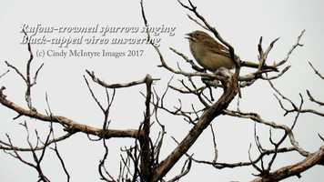 Free download Rufous crowned sparrow singing video and edit with RedcoolMedia movie maker MovieStudio video editor online and AudioStudio audio editor onlin