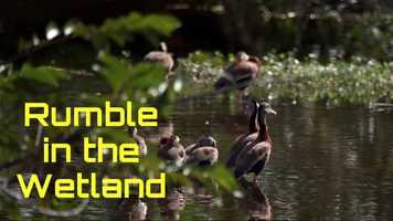 Free download Rumble in the Wetlands video and edit with RedcoolMedia movie maker MovieStudio video editor online and AudioStudio audio editor onlin