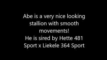 Free download Running free video of Abe sired by Hette 481 Sport x Liekele 364 Sport video and edit with RedcoolMedia movie maker MovieStudio video editor online and AudioStudio audio editor onlin