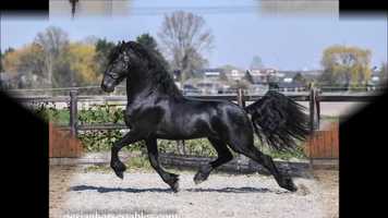 Free download Running free video of Bindert sired by Tsjalle 454 Sport+Elite+Pref x Tjalf 443 Sport video and edit with RedcoolMedia movie maker MovieStudio video editor online and AudioStudio audio editor onlin