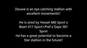 Free download Running free video of Douwe sired by Hessel 480 Sport x Beart 411 Sport+Prefe video and edit with RedcoolMedia movie maker MovieStudio video editor online and AudioStudio audio editor onlin
