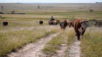 Free download Running P Cattle Co video and edit with RedcoolMedia movie maker MovieStudio video editor online and AudioStudio audio editor onlin