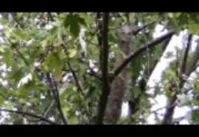 Free download Rustling Leaves 1 (Wide Screen 16:9) video and edit with RedcoolMedia movie maker MovieStudio video editor online and AudioStudio audio editor onlin