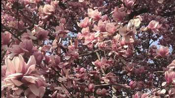 Free download SABBATH SONG video and edit with RedcoolMedia movie maker MovieStudio video editor online and AudioStudio audio editor onlin