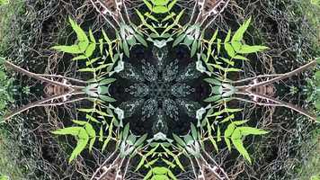 Free download Sacred Symmetry 2 Water Sun Plants using 2 4 6 8 and 10 Mirrors Music A Thumbnail Sketch of Infinity By David John Sheppard video and edit with RedcoolMedia movie maker MovieStudio video editor online and AudioStudio audio editor onlin