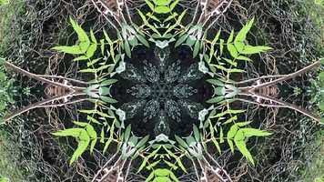 Free download Sacred Symmetry 2 Water Sun Plants using 2 4 6 8 and 10 Mirrors Music A Thumbnail Sketch of Infinity By David John Sheppard video and edit with RedcoolMedia movie maker MovieStudio video editor online and AudioStudio audio editor onlin