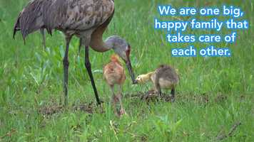 Free download Sandhill Crane Family Adopts Canadian Goose video and edit with RedcoolMedia movie maker MovieStudio video editor online and AudioStudio audio editor onlin