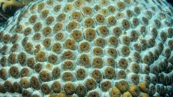 Free download Sara Hamlyn, Why corals.mov video and edit with RedcoolMedia movie maker MovieStudio video editor online and AudioStudio audio editor onlin