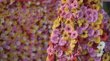 Free download Sasha Vinci_ Trailer Performance_ A Human Wall Flower_Sasha Vinci video and edit with RedcoolMedia movie maker MovieStudio video editor online and AudioStudio audio editor onlin