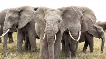 Free download Sashay. Context: Affiliative (2) video and edit with RedcoolMedia movie maker MovieStudio video editor online and AudioStudio audio editor onlin