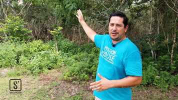 Free download Saturate Movement Update in Yucatan Peninsula - January 2019 video and edit with RedcoolMedia movie maker MovieStudio video editor online and AudioStudio audio editor onlin