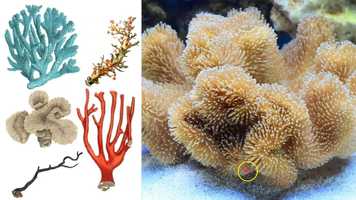 Free download Science 2 023 Coral Reef video and edit with RedcoolMedia movie maker MovieStudio video editor online and AudioStudio audio editor onlin