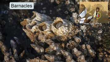 Free download Science 2 024 Tidepools video and edit with RedcoolMedia movie maker MovieStudio video editor online and AudioStudio audio editor onlin