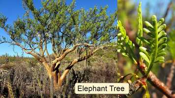 Free download Science 2 026 Desert Plants video and edit with RedcoolMedia movie maker MovieStudio video editor online and AudioStudio audio editor onlin