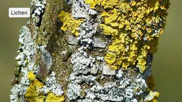 Free download Science 2 028 Tundra Plants video and edit with RedcoolMedia movie maker MovieStudio video editor online and AudioStudio audio editor onlin