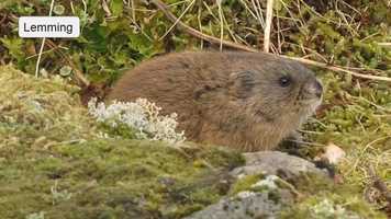 Free download Science 2 029 Tundra Animals video and edit with RedcoolMedia movie maker MovieStudio video editor online and AudioStudio audio editor onlin