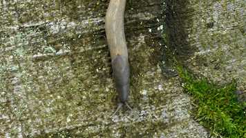 Free download Science of Slime | Meet Dr. Jann Vendetti | Slugs  Snails video and edit with RedcoolMedia movie maker MovieStudio video editor online and AudioStudio audio editor onlin