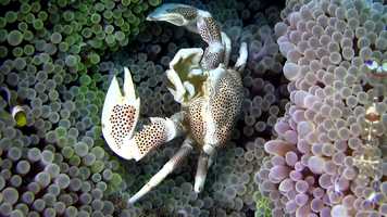 Free download Science of Slime | Meet Leslie Harris | Polychaetes  Bristle Worms video and edit with RedcoolMedia movie maker MovieStudio video editor online and AudioStudio audio editor onlin