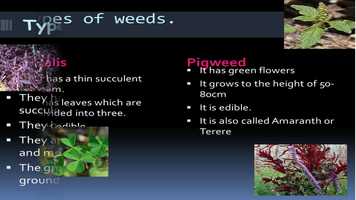 Free download Science - Plants (Crops and weeds) video and edit with RedcoolMedia movie maker MovieStudio video editor online and AudioStudio audio editor onlin