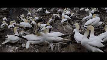 Free download Seabird - Trailer video and edit with RedcoolMedia movie maker MovieStudio video editor online and AudioStudio audio editor onlin