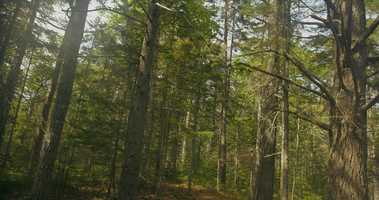 Free download Seal Cove Trail video and edit with RedcoolMedia movie maker MovieStudio video editor online and AudioStudio audio editor onlin