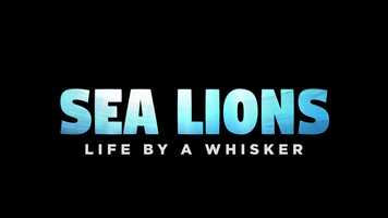 Free download Sea Lions: Life by a Whisker video and edit with RedcoolMedia movie maker MovieStudio video editor online and AudioStudio audio editor onlin