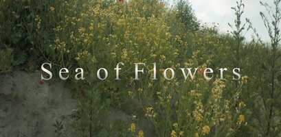 Free download Sea of flowers video and edit with RedcoolMedia movie maker MovieStudio video editor online and AudioStudio audio editor onlin