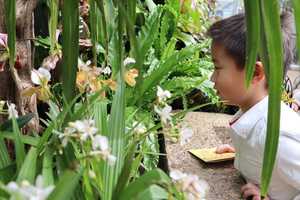 Free download Second Graders Visit the U.S. Botanic Garden video and edit with RedcoolMedia movie maker MovieStudio video editor online and AudioStudio audio editor onlin