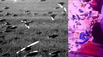 Free download Second movement - Birds watching | by Rania Atef (Egypt) | English sub | 2020 video and edit with RedcoolMedia movie maker MovieStudio video editor online and AudioStudio audio editor onlin