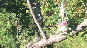 Free download seeds are for sharing video and edit with RedcoolMedia movie maker MovieStudio video editor online and AudioStudio audio editor onlin