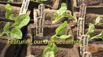 Free download Seed Song Plant Sale 2021 video and edit with RedcoolMedia movie maker MovieStudio video editor online and AudioStudio audio editor onlin