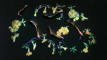 Free download Self-Fulfilling Prophecy video and edit with RedcoolMedia movie maker MovieStudio video editor online and AudioStudio audio editor onlin