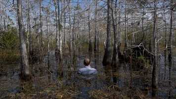 Free download Self Portrait: Big Cypress, Everglades video and edit with RedcoolMedia movie maker MovieStudio video editor online and AudioStudio audio editor onlin