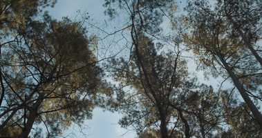 Free download Selmers Arch- Song for Julian (Official Video) video and edit with RedcoolMedia movie maker MovieStudio video editor online and AudioStudio audio editor onlin