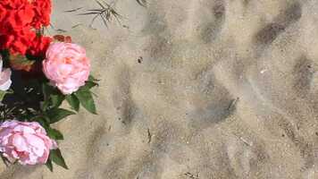 Free download Senior Fashion Film ROOTS video and edit with RedcoolMedia movie maker MovieStudio video editor online and AudioStudio audio editor onlin