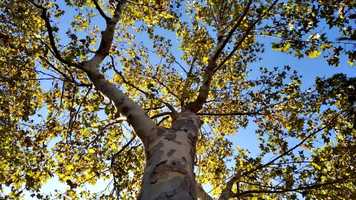 Free download Sensations des arbres: les arbres du parc de Llefi video and edit with RedcoolMedia movie maker MovieStudio video editor online and AudioStudio audio editor onlin