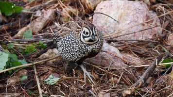 Free download Series Trailer - OutBirding with Field Guides video and edit with RedcoolMedia movie maker MovieStudio video editor online and AudioStudio audio editor onlin