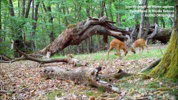 Free download Sfida tra Caprioli (Capreolus capreolus) video and edit with RedcoolMedia movie maker MovieStudio video editor online and AudioStudio audio editor onlin