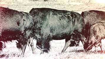 Free download Shaggy Trailer Final video and edit with RedcoolMedia movie maker MovieStudio video editor online and AudioStudio audio editor onlin