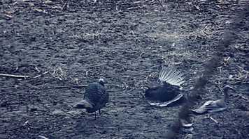 Free download Shaggy Trailer Sponsors video and edit with RedcoolMedia movie maker MovieStudio video editor online and AudioStudio audio editor onlin